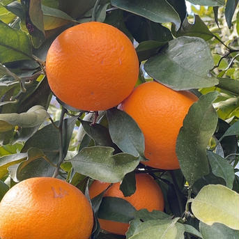 【WBC優勝記念SALE】マルユウ農園の濃厚清見オレンジ🍊8kg（サイズ混合） 8kg（サイズ混合） 果物/オレンジ・その他みかん通販