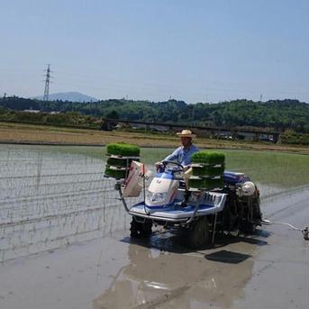 ちょっとした贈り物にも！令和2年滋賀県産減農薬栽培コシヒカリ白米約10kg新箱 約10kg 米・穀物/米/精米通販