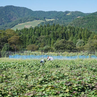 パープルスイートロード10kg】ひときわ映える、紫の輝き。栽培