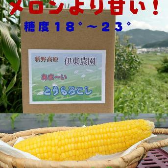 夏の恵(サニーショコラ)メロン🍈より甘い! 6本（6~7本） 野菜/とうもろこし通販