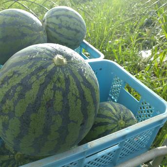 北海道、赤縞スイカ１個 赤肉スイカ、緑縞、6.5kg〜8.0kg、１個 果物/スイカ通販