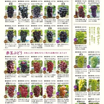 お買得！ご家庭用（訳あり）大粒ぶどう食べ比べ！おまかせ3～5品種入り