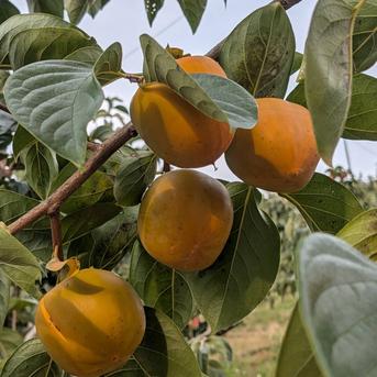 大きな江戸柿【送料500円引き】和歌山県産 吊るし柿用渋柿 | 果物/柿