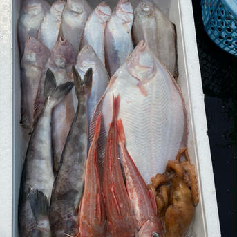 「未利用魚」えっこ船長お任せバラエティーセット 約2キロ 魚介類/魚介セット・詰め合わせ通販