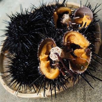 北海道小樽産塩水生ウニ(キタムラサキウニ×3) ｷﾀﾑﾗｻｷｳﾆ 100g入り×3 魚介類/ウニ通販