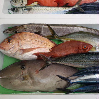4月発送予約400円引き！（M）漁師直送！鮮魚セット！　Mサイズ 3キロ以上　5種類前後 魚介類/魚介セット・詰め合わせ通販