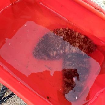 【アウルの日】今が旬！天然！活っき活き赤なまこ！　10個入 10個入 魚介類/その他魚介通販
