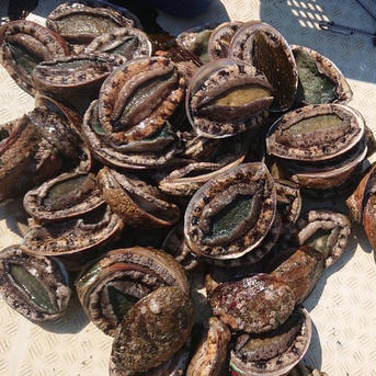徳島県産！天然！黒アワビ！1キロ！サザエのおまけ付き！ 1キロ 魚介類/アワビ通販
