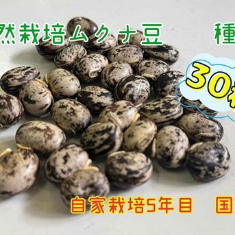 自然栽培　ムクナ豆　令和6年度　収穫 30粒 30粒 野菜/その他野菜通販
