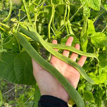 ジャンボインゲン スジ無し 調理簡単 お試しサイズ宮崎県産 ｜ 野菜