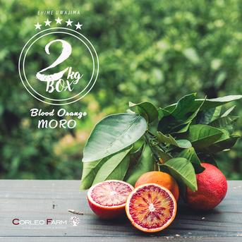 国産ベルガモットオレンジ果実 約9k送料込み 農薬不使用 無農薬