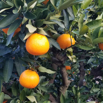 愛媛県産　島育ち　木なり完熟　熟成　伊予柑　８㎏　箱込み ８㎏　箱込み 果物/オレンジ・その他みかん通販
