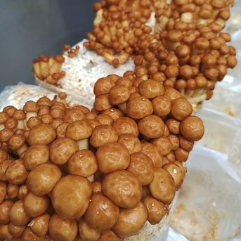 【生なめこ】500g　京都府産　菌床栽培　栽培期間中農薬不使用 500g 野菜/きのこ通販