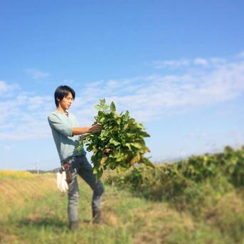 【自然栽培】枝豆 早生黒豆 たんくろう★農薬・肥料不使用｜黒大豆えだまめ サヤのみ１kg 野菜/枝豆通販
