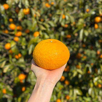 栽培期間中農薬不使用】爽やかな甘さ 愛媛県産 甘夏 約2.5kg（家庭用