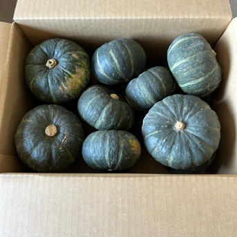 農薬不使用】富良野産 坊ちゃんかぼちゃ 7.5kg | 野菜/かぼちゃ 産直