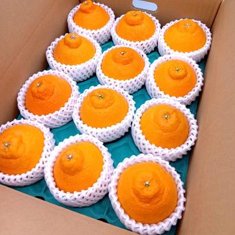 デコがポイント！不知火【小玉サイズ 家庭用 2.1～2.2kg】 | 果物