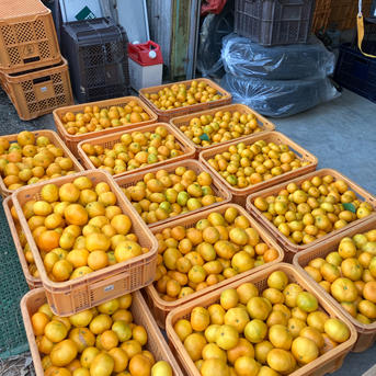 完熟早生みかん3S〜S混合4.5kg🍊 | 果物/温州みかん 産直アウル 農家