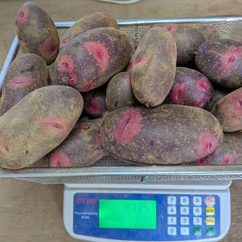 デストロイヤー】約4kg茨城県産 ｜ 野菜/じゃがいも 産直アウル 農家