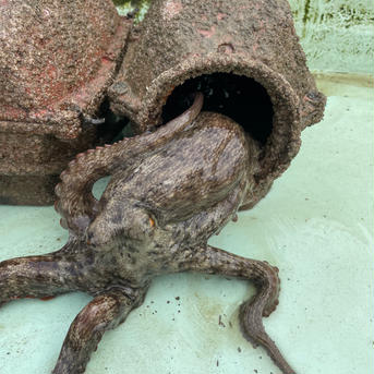 タコ壺漁で捕っている瀬戸内海産マダコ2キロ（一匹から二匹） 2キロ（内臓を取り除く前の重さになります） 魚介類/タコ通販