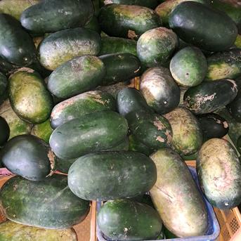 ゆら農家の冬瓜 5kg以上 野菜/その他野菜通販