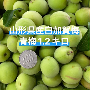 山形県産青梅♡白加賀梅♡1.2キロお試しサイズ♡ 青梅1.2キロ 果物/青梅通販