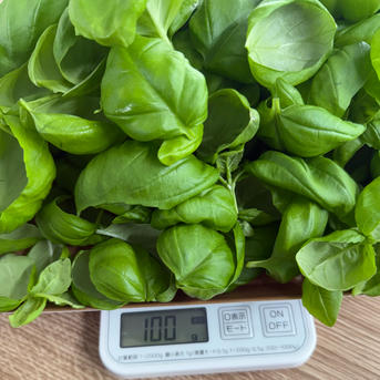 国産フレッシュバジル【500g】5袋分 無農薬/虫害ゼロ/葉だけ/注文が