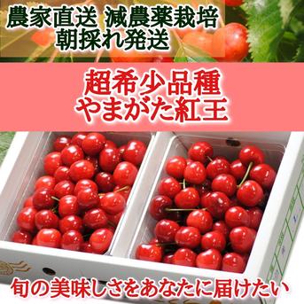 ついに登場‼新大玉品種【やまがた紅王】 山形紅王 2L 800g 果物/さくらんぼ通販