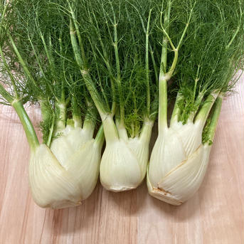 【飲食店向け】有機野菜フェンネル 3〜４k g程度 野菜/ハーブ通販