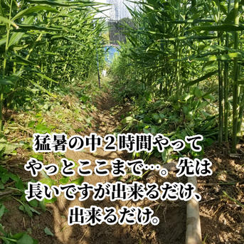囲い生姜 農薬肥料栽培期間中不使用 露地栽培 熊本県産 1kg ｜ 野菜
