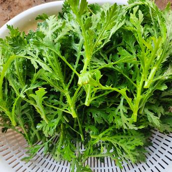 旬のお野菜セット（3～5品）クール便 新鮮野菜3～5品セット 野菜/野菜セット・詰め合わせ通販