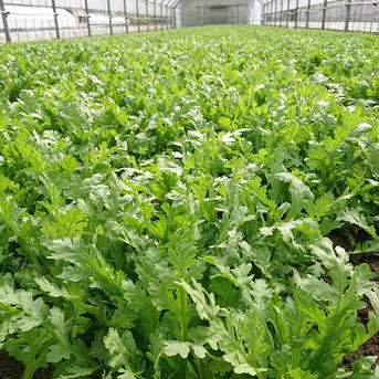 京都山城産たけのこと葉物野菜詰め合わせ（小） たけのこ１- １.５キロ・春菊3袋・ほうれん草3袋 野菜/野菜セット・詰め合わせ通販