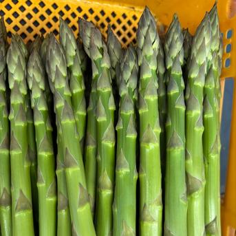 北海道産夏の青空アスパラ（2Lサイズ2kg） ｜ 野菜/アスパラガス