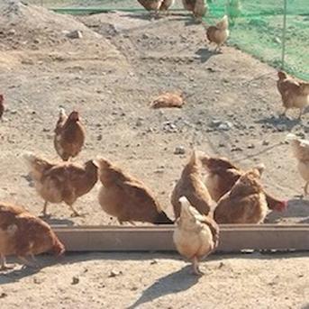 採りたて新鮮！ 【放し飼い卵30個】瀬戸内海の島‟薬膳と果実を配合”したえさで育ったもみじのたまご　３０個【27個+割れ保障3個】 鶏卵３０個（１０個×３パック） 卵/鶏卵通販