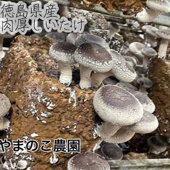 2周年限定商品【当日収穫】　肉厚椎茸大1.2キロ　送料込み 1.2キロ 野菜/きのこ通販