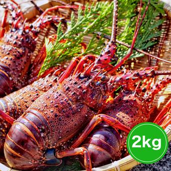 【２kg】活伊勢エビ！！ ２キロ　３～7匹 魚介類/エビ通販