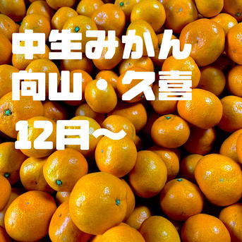 10kg】温州みかん 糖度掲載中 アウル大賞 ｜ 果物/温州みかん 産直