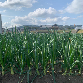 お歳暮🧅　淡路島極熟玉葱9玉　シャーロットオニオン お歳暮9玉 野菜/玉ねぎ通販