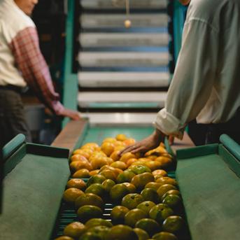 希少柑橘】媛小春 10kg『黄色いのに驚きの甘さ』【流通量の少ないレア