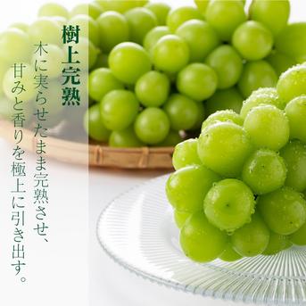 長野県産　シャインマスカット　訳あり　粒売り　5kg 特別栽培相当長野県認証】訳あり完熟シャインマスカット2.5kg規格外
