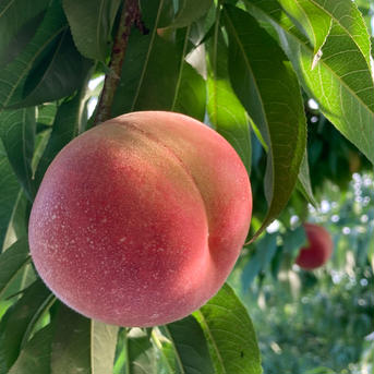 🍑夏ギフト🍑果汁たっぷり！旬の白桃・品種おまかせ（約2kg・6〜8玉入り）（贈答用） 桃（約2kg6-8玉） 果物/もも通販
