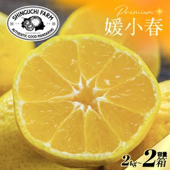 媛小春　ちょっと青い　9kg　愛媛県松山市産 希少柑橘】媛小春 2kg×2箱『黄色いのに驚きの甘さ』 ｜ 果物/オレンジ