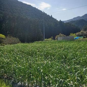 ※クリックポスト発送　和歌山古座川産　ニンニクの芽　農薬化学肥料不使用 ニンニクの芽　400g 野菜/にんにく通販