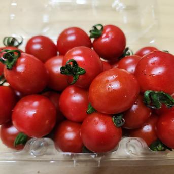 ステラミニトマト1.5kg 【濃厚で美味しい貴重な固定種】 ｜ 野菜