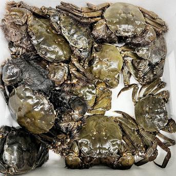 🧊急速冷凍モクズガニ🦀大サイズ８kg(目安36-60杯)  2kg入り×4箱でお届けツガニ つがに 宮城県松島産  他に小中サイズも出品中 もくずがに 蟹汁🦀🔥カニ 중화융오게 中华绒螯蟹 モクズガニ大8kg 魚介類/カニ通販