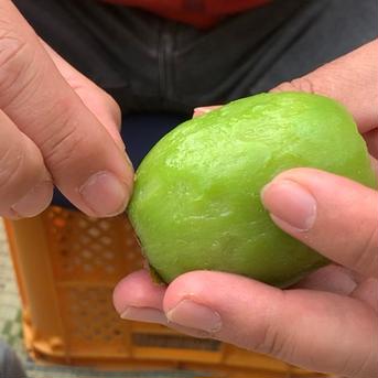 【食べ比べ】えっ！味が違うの？ハニーキウイ3種類食べ比べ〈ご家庭用サイズ〉1,450g 1,450g 果物/キウイフルーツ通販