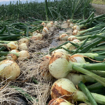 玉ねぎ大国淡路島からの新玉ねぎ4kg🧅特別栽培農産物 新玉ねぎ約4kg 野菜/玉ねぎ通販