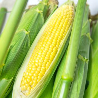 ◉2箱【8/10~8/13収獲・お客様還元セール】とうもろこし「おおもの」家庭用3kg 6kg 野菜/とうもろこし通販