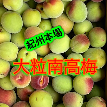 完熟南高梅 10kg ｜ 果物/青梅 産直アウル 農家・漁師など生産者から