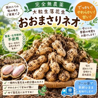 ✨千葉県産✨落花生✨おおまさりネオ種✨300粒✨ 予約限定価格】農薬・化学肥料不使用の大粒生落花生おおまさりネオ